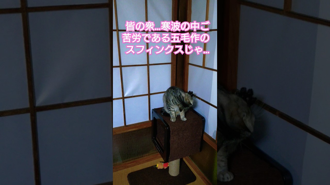 今日のショート　当主様がスフィンクス兵法書　対人編を授けるそうです#保護猫 #スフィンクス#猫のいる暮らし