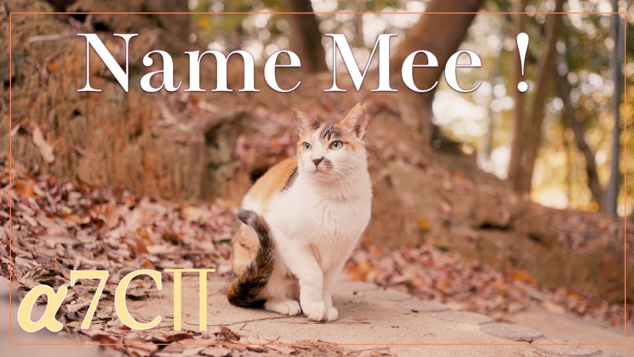 捨てられて公園デビューした三毛猫みーちゃん一歳があまりにいじらしいので‼｜Cinematic Cat Video - Shot on SONY a7Cii