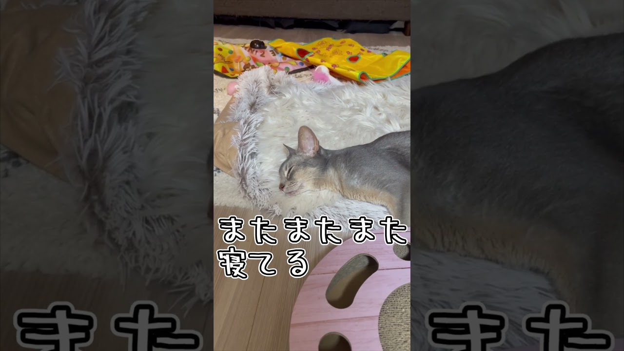 アビシニアンとは その33 #shorts #猫 #アビシニアン