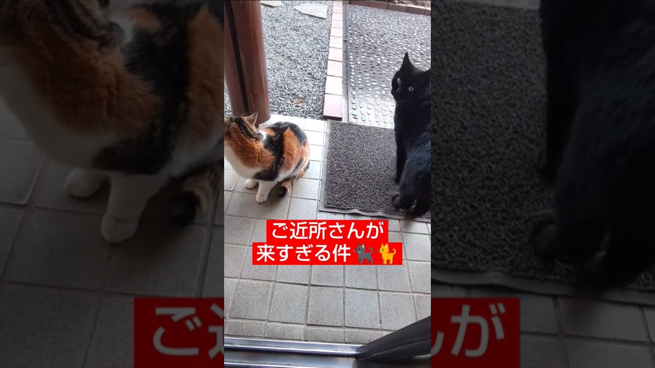 近所のかわいい猫達が来すぎる件　#猫動画 #shorts
