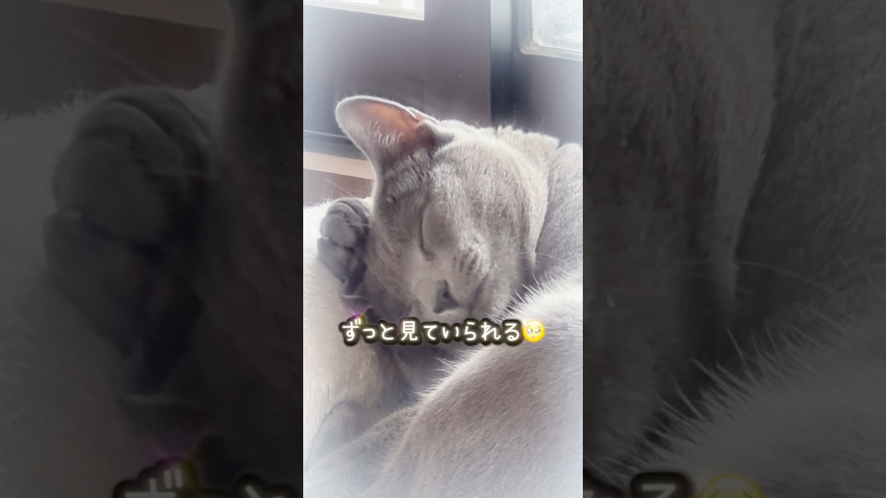【ロシアンブルー】めろん〜まったり顔を洗う💗🥰【猫】#shorts