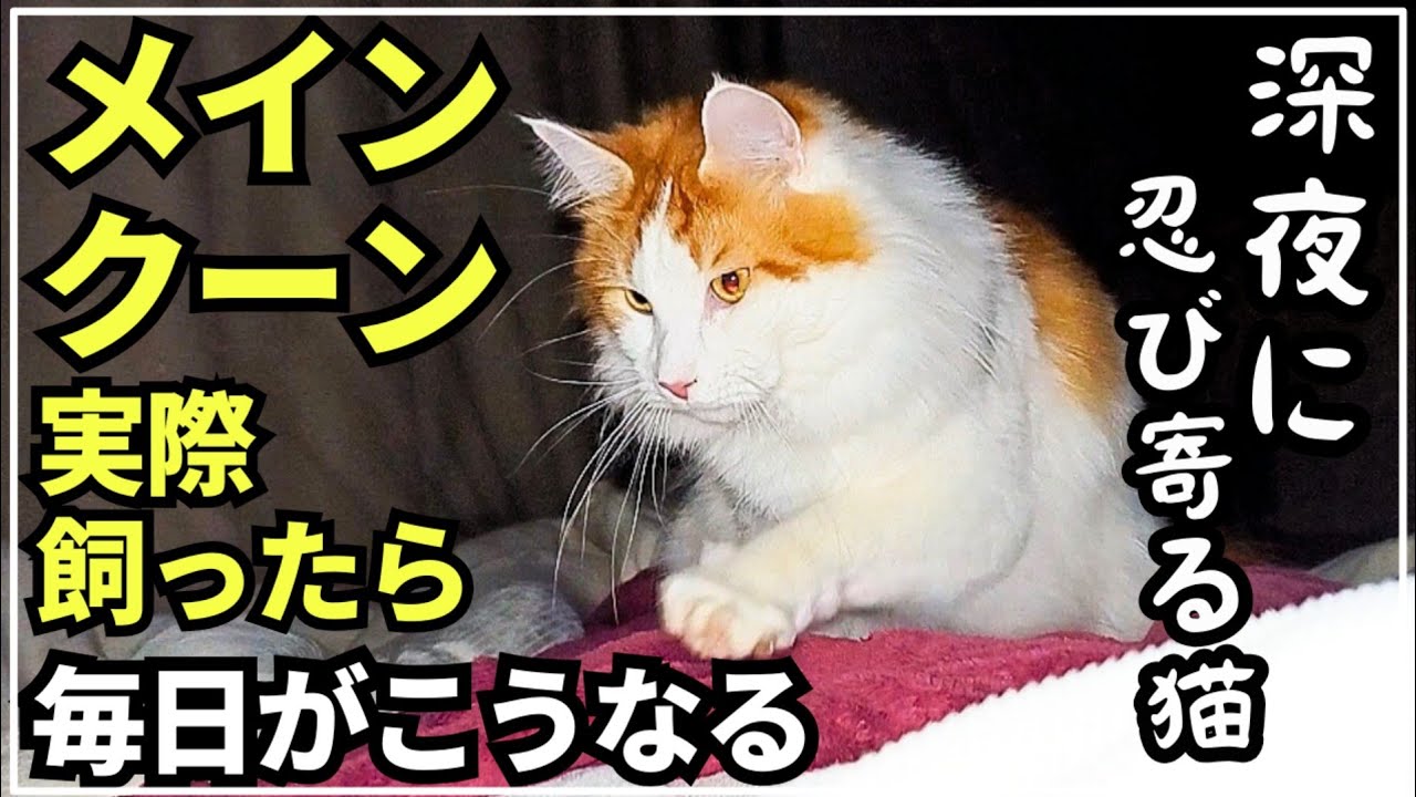 メインクーンが全体重をかけて起こしに来る日常はこんな感じ