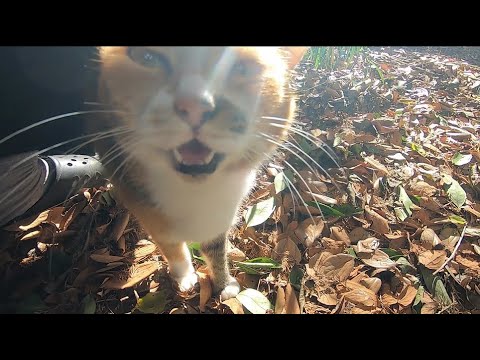 甘えたり怒ったりの娘猫が天邪鬼で困ります