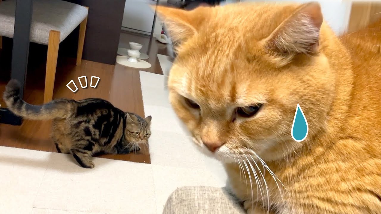 元気すぎる弟猫に困ったときの救世主パパ！