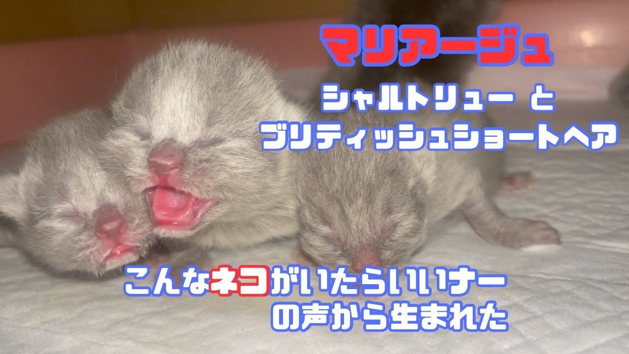 シャルトリューと【積極的異種交配】ブリティッシュショートヘアを掛け合わせた子猫が生まれました 2025.1/15