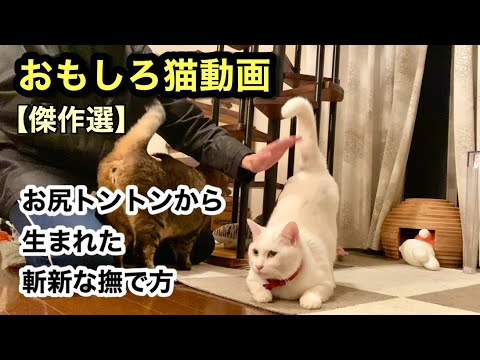 【おもしろ猫】思わず笑ってしまう！可愛すぎる猫【傑作選】X（旧ツイッター）でバズった動画詰め込みました
