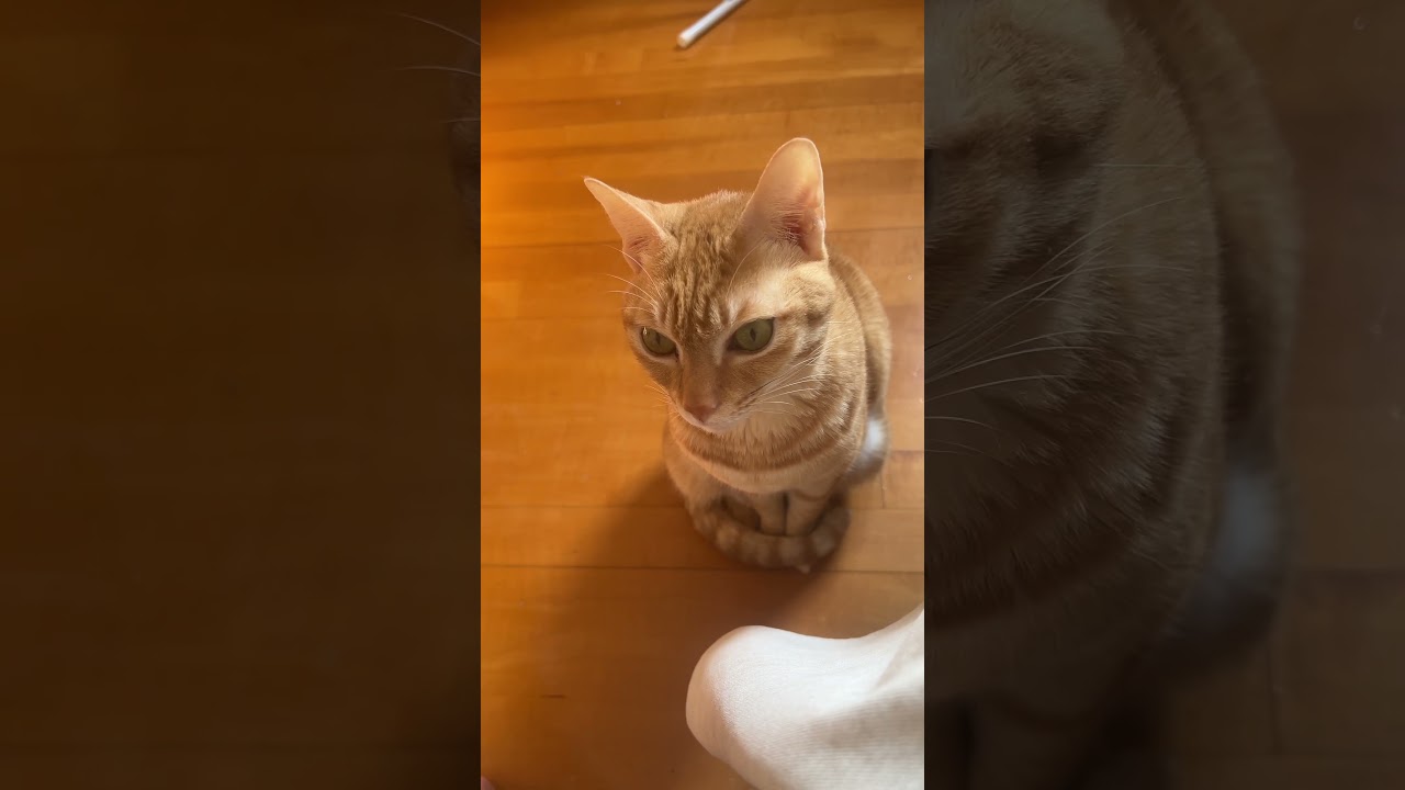 Cat can stay idle for a long time! #cat #catlover #catshorts #catvideos #catlover