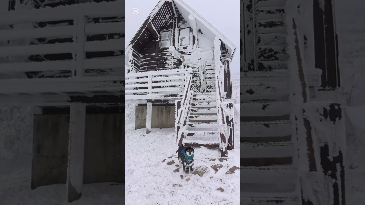 #明神平その2#犬登山 #柴犬 #山散歩 #黒柴キチ #snow #登山部 #hiking #スノーシュー