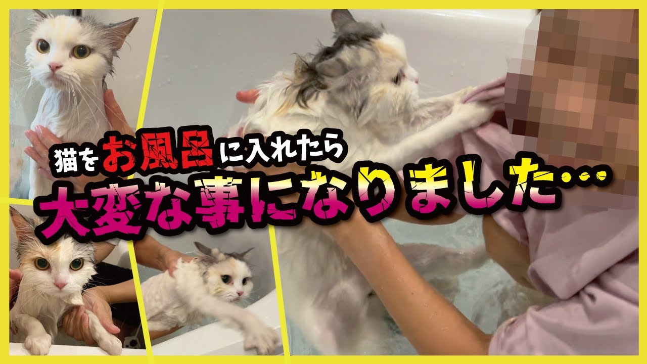 【注意】猫をお風呂に入れると大変なことが起きてしまいます！！【プレミア配信】【関西弁でしゃべる猫】【猫アテレコ】