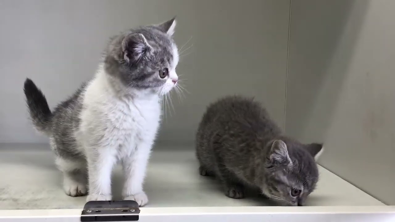 セルカークレックス ブルータビー&ホワイトの愛嬌たっぷりな男の子✨