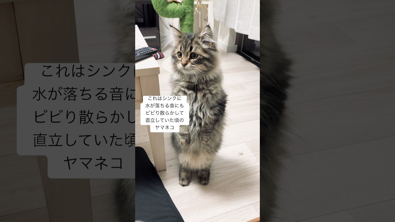 きれいに直立しちゃったネコちゃん #サイベリアン #猫 #子猫