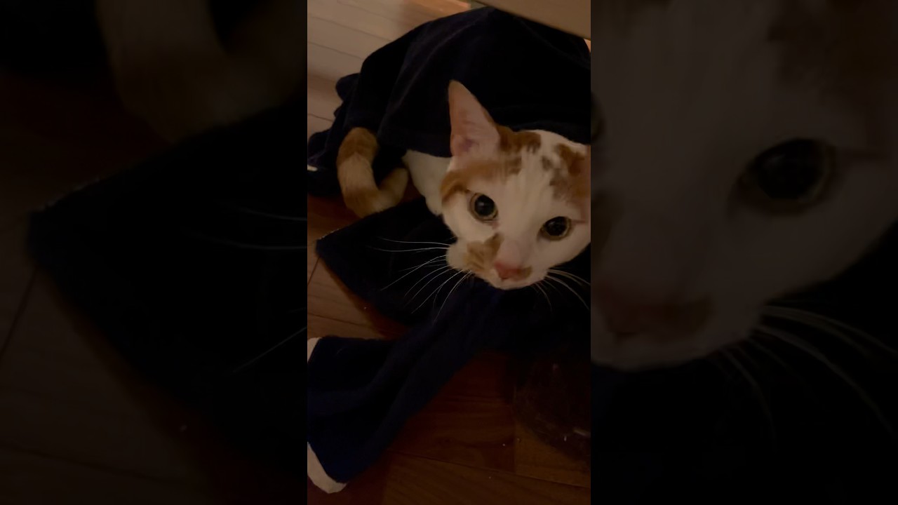 すぐ服に入る猫 #cat #保護猫 #日本猫