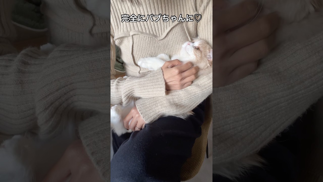 猫を抱っこしたらこうなる #cats #スコテッシュフォールド子猫