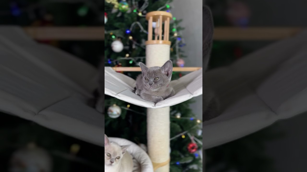 Бурманская кошечка 🥰 #бурма #бурманскаякошка