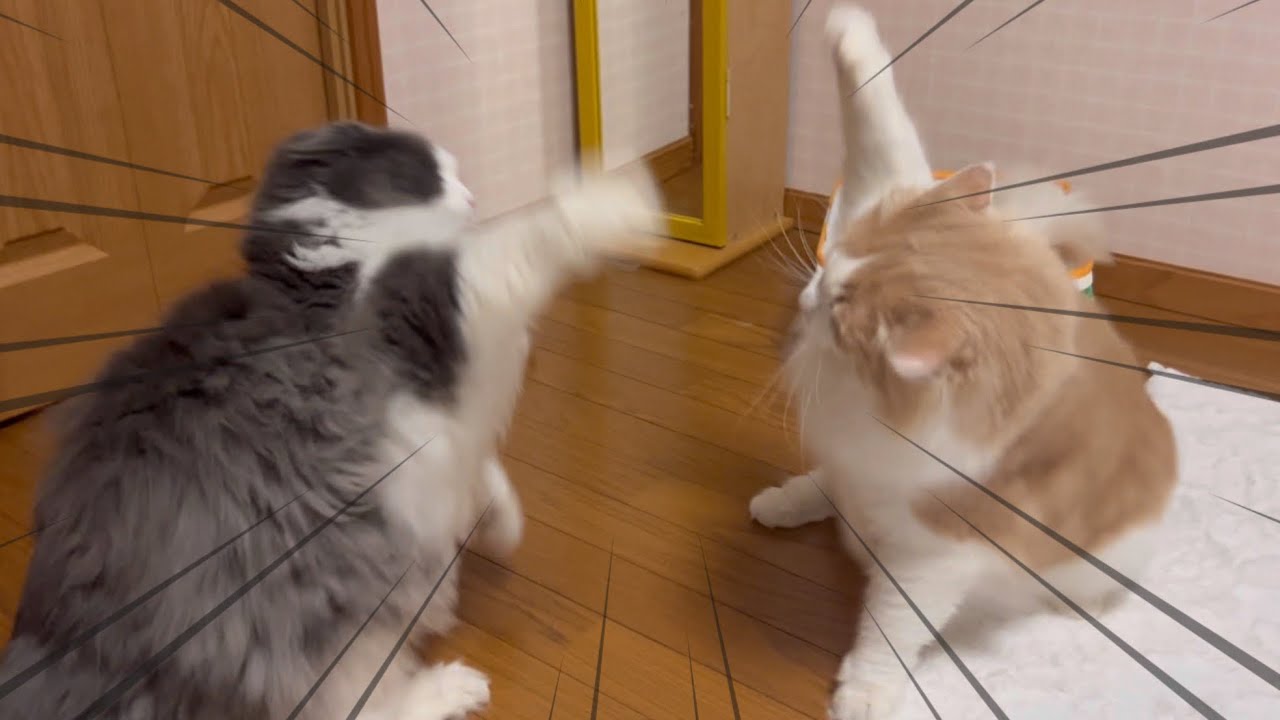 【賑やか】不仲なお兄ちゃんたちと、のんびり屋さんな弟たち💕ノルウェージャンフォレストキャットとターキッシュアンゴラ