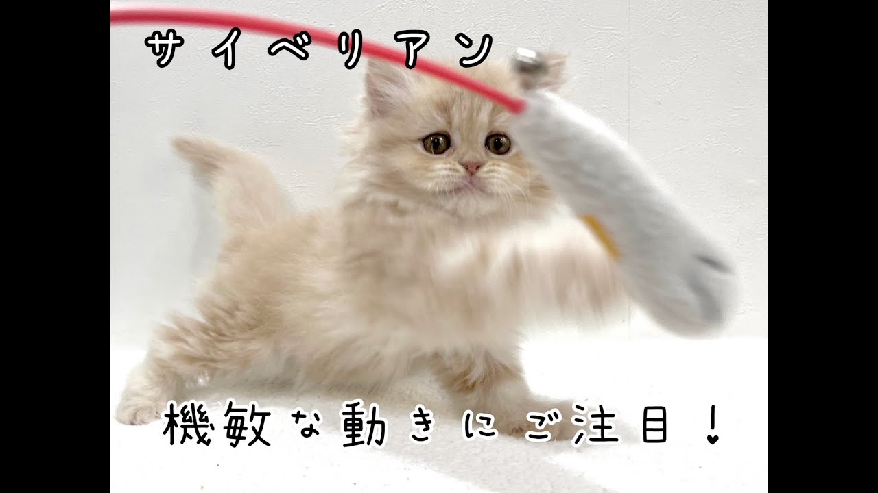 【1/14撮影】機敏な動きを見せるサイベリアンくん！