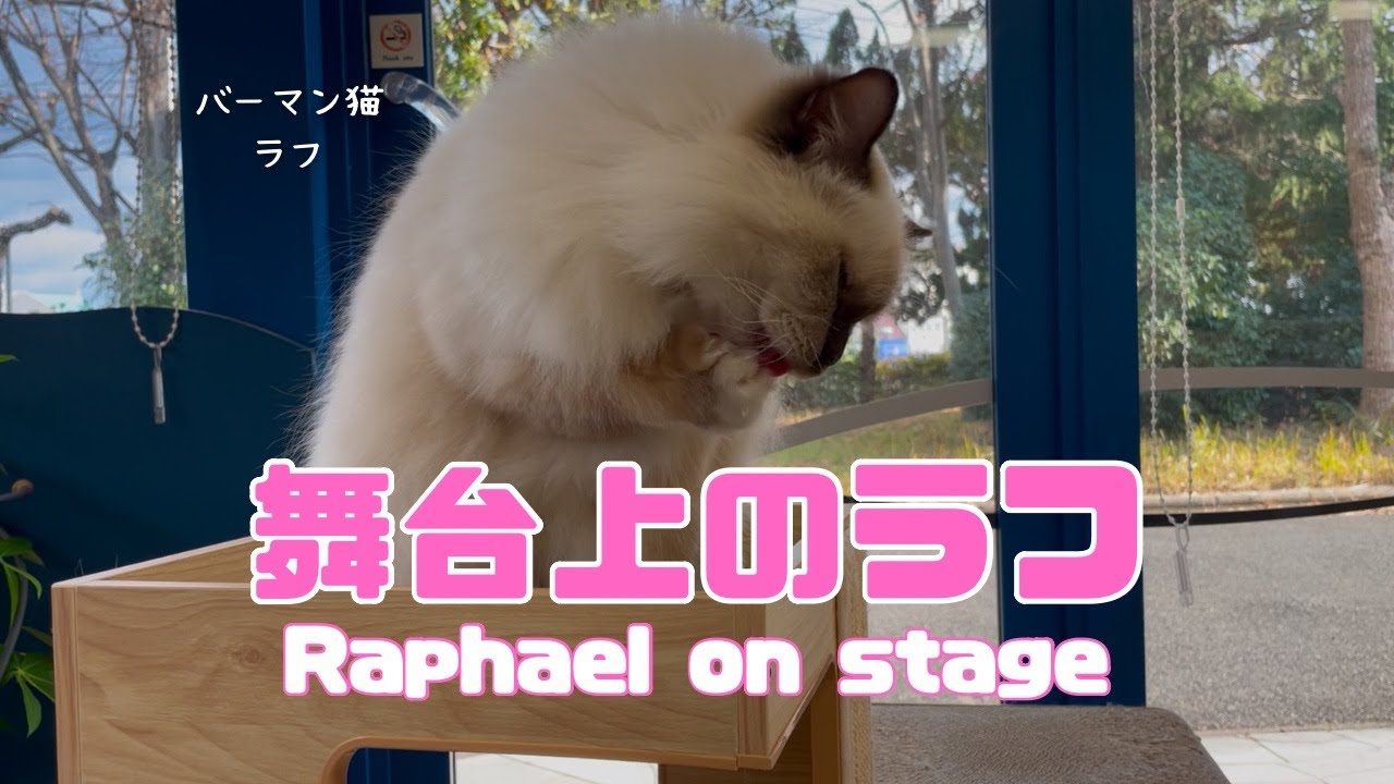 バーマン猫ラフ【舞台上のラフ】Raphael on stage（バーマン猫）Birman/Cat