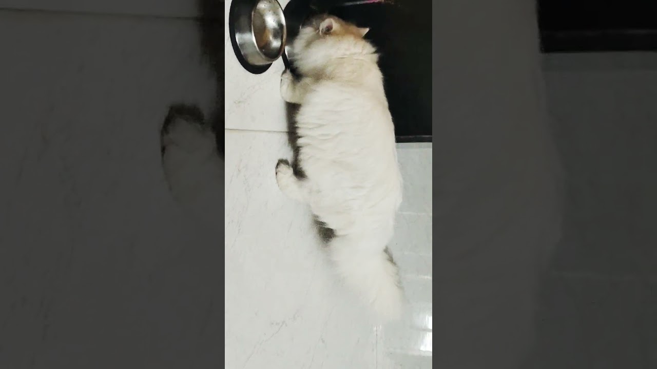 Fluffy casper brown jerrico