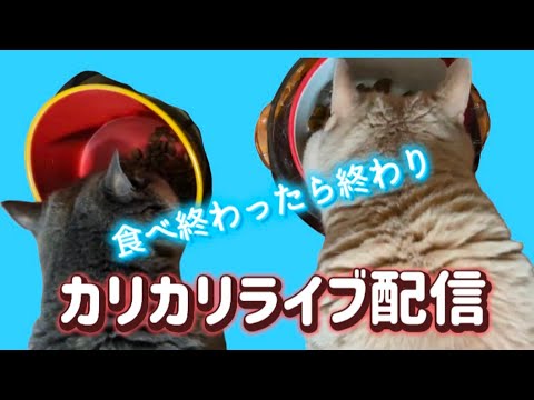 カリカリライブ配信 食べ終わったら終わり