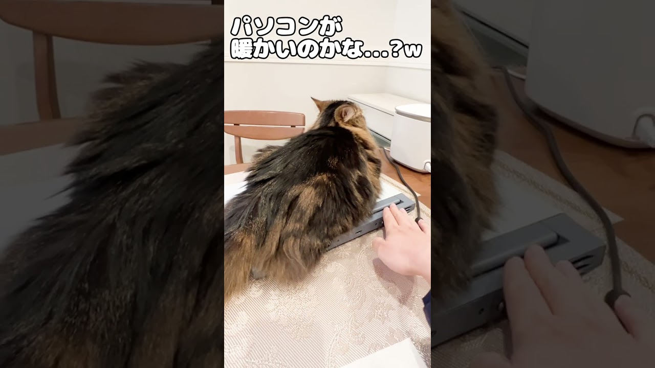 今日の仕事は終了しました【マンチカンのアーサー】 #Shorts