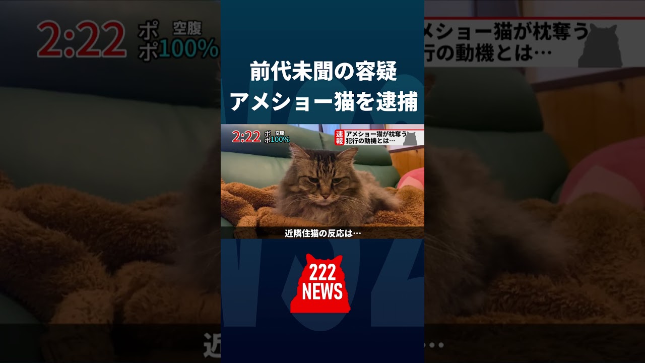 【再放送】アメショー猫に枕を奪われました。 #猫