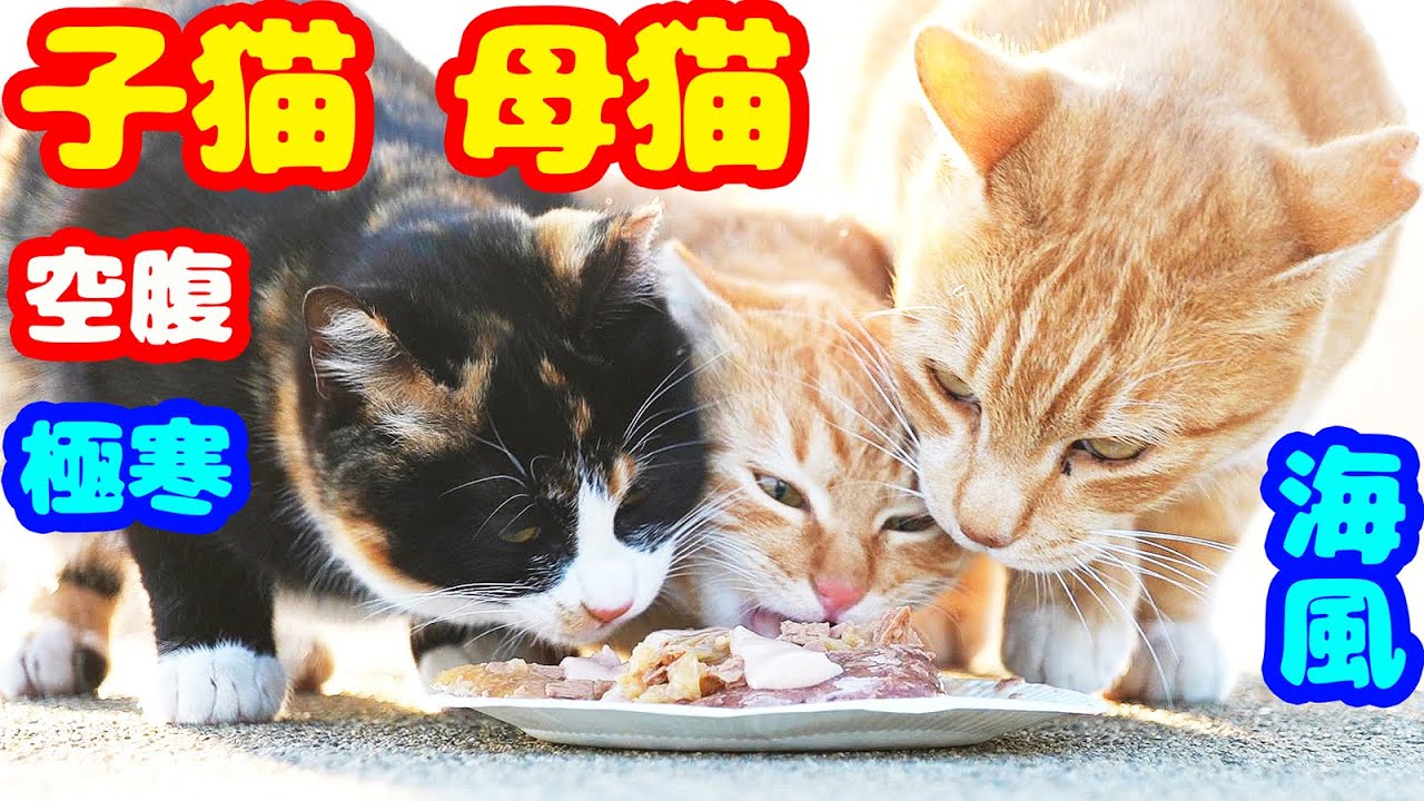 子猫 母猫 空腹と極寒の中で肩よせ合って生きる猫たちにご飯をあげたら・・・ さくらねこへの給餌