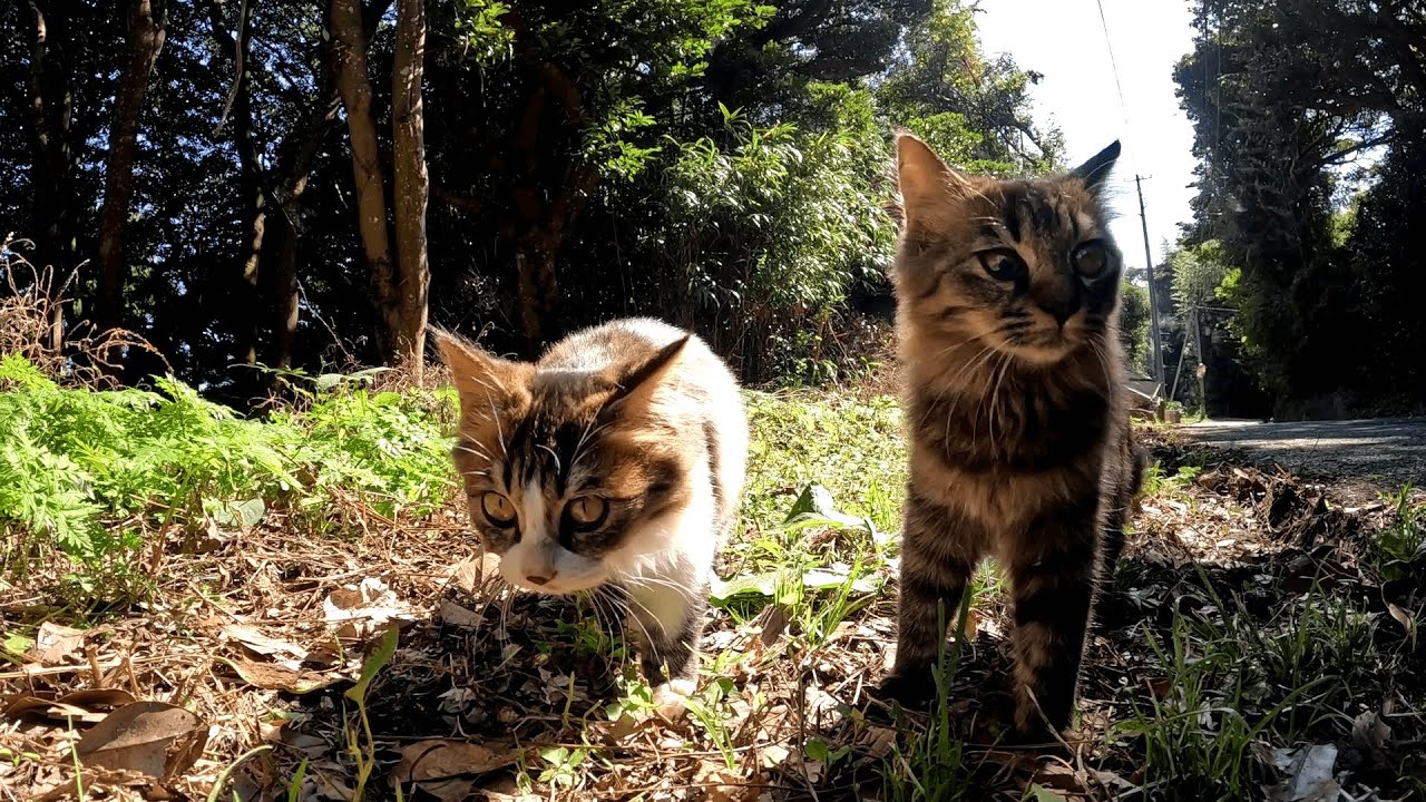 田代島　ママ猫がいないのをいいことにやんちゃ盛りな子猫の兄弟たちがチョロチョロと遊び回る