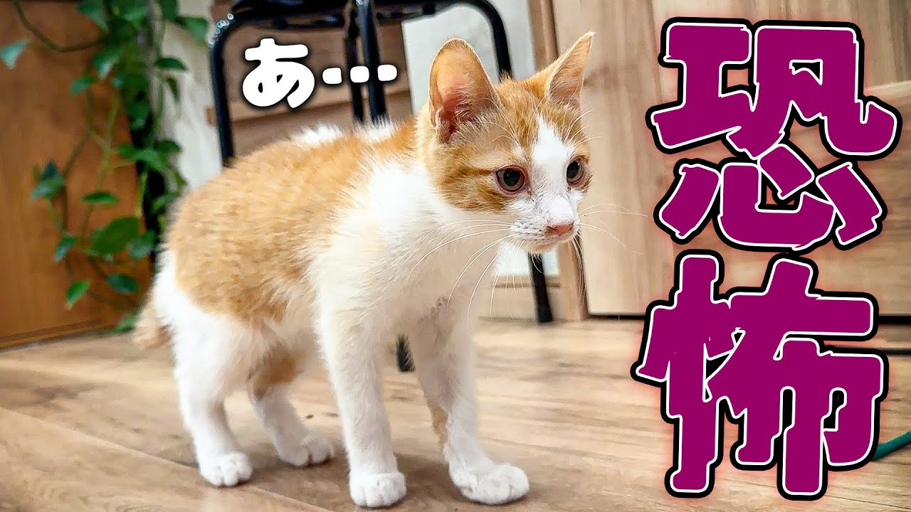 【絶望】生まれて初めて〇〇を見た子猫が恐怖のあまり固まってしまいました…