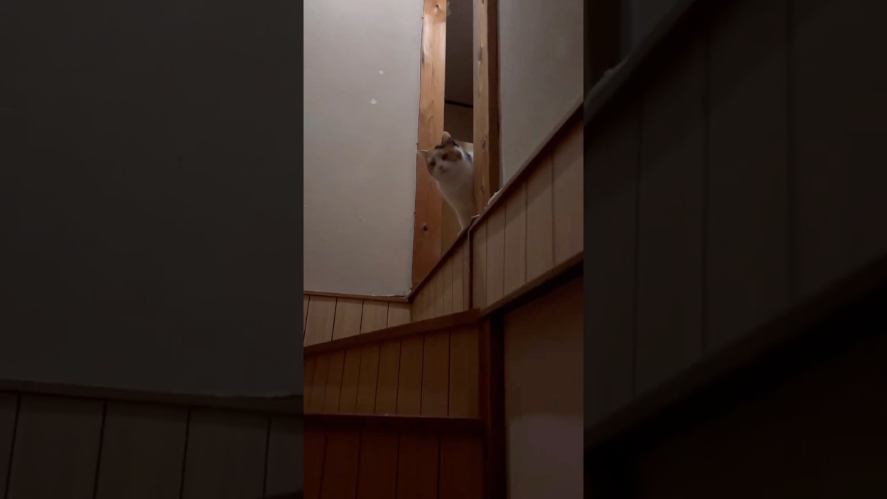 【三毛猫】先に行って一緒に寝たいミケ