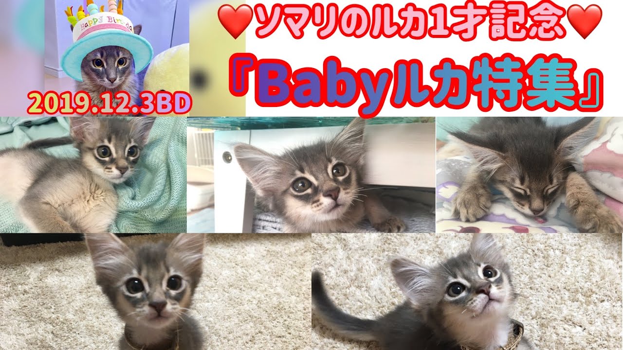 【ソマリ】祝1歳✨ルカのベビー特集🍼👶
