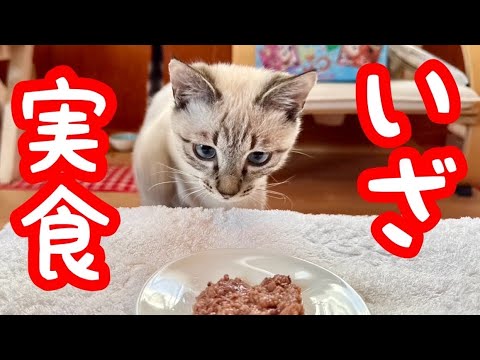 ご飯を見つけた時の子猫の反応が凄かった！ジルベール