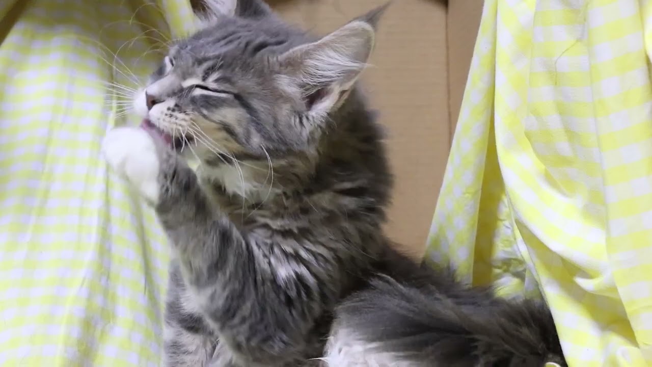 家に来て10日目メインクーン子猫ノートちゃん