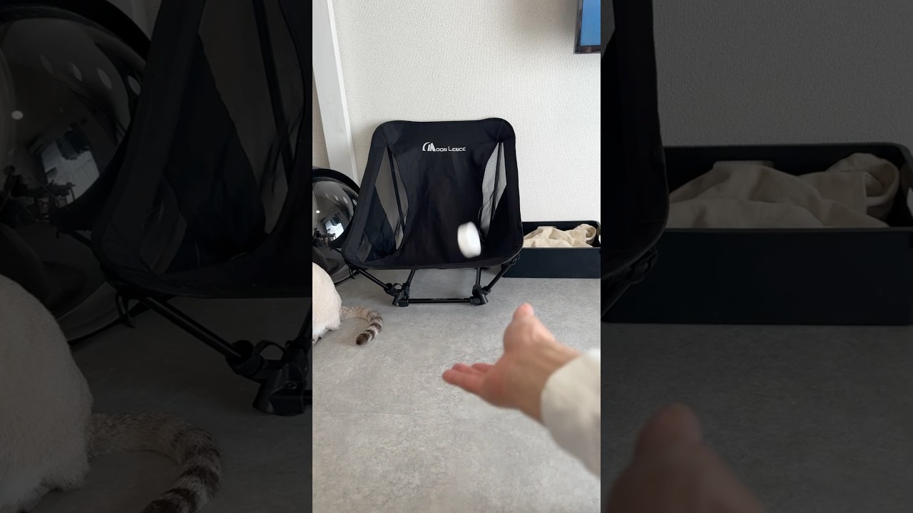 キャップ遊び　#シャムトラ  #元保護猫 #シャムミックス  #cat #猫耳 #kitten  #猫耳 #siamese mix