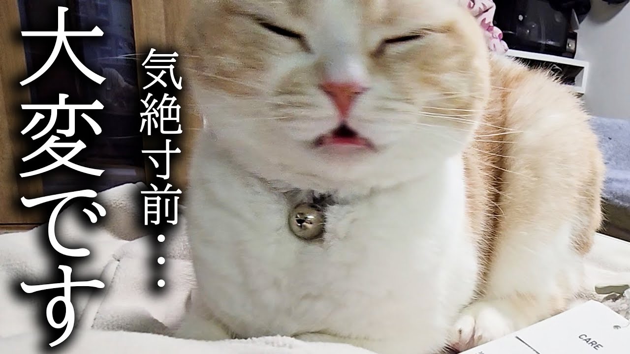 猫に異変がおきました...