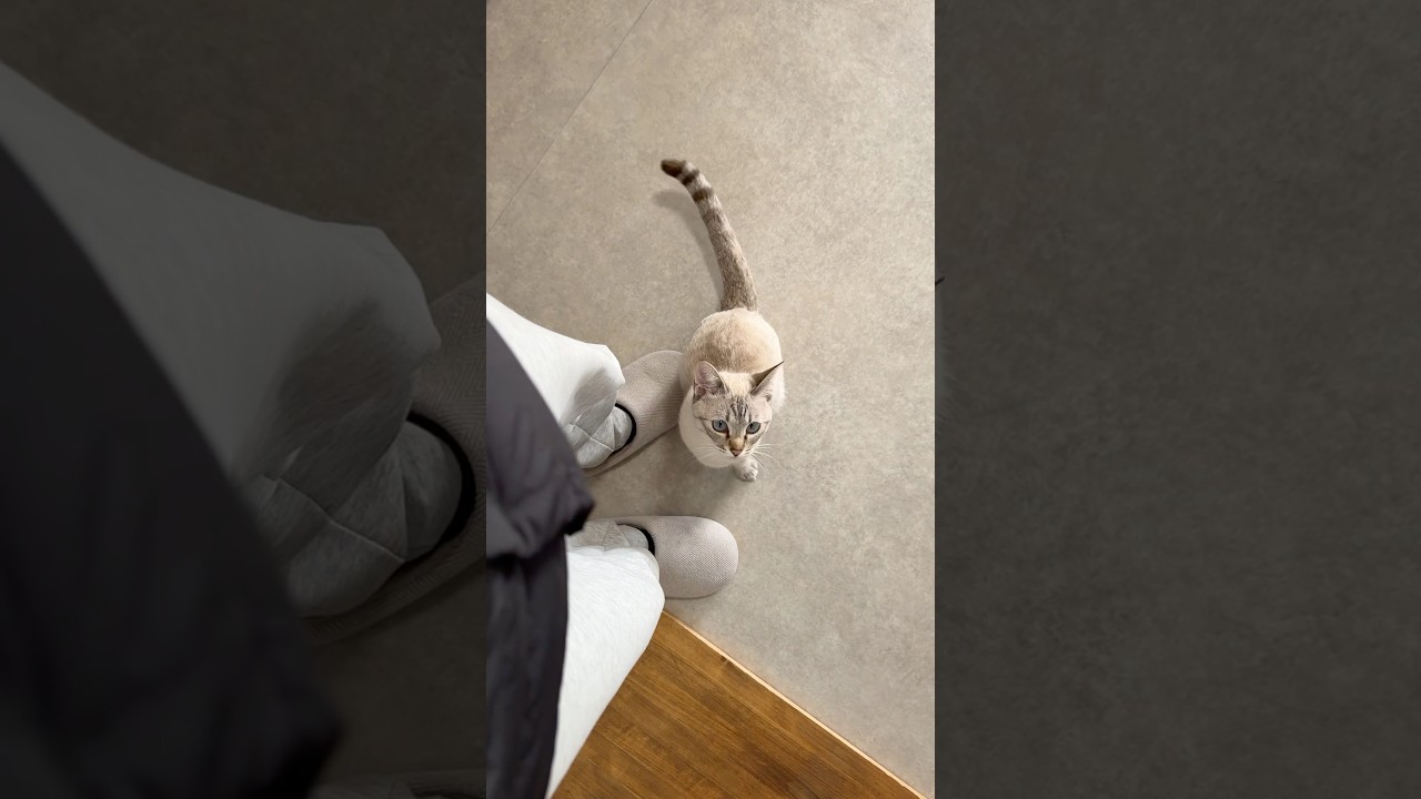 多分甘えてる？　#シャムトラ #元保護猫 #シャムミックス  #cat #猫耳 #kitten  #猫耳 #siamesemix