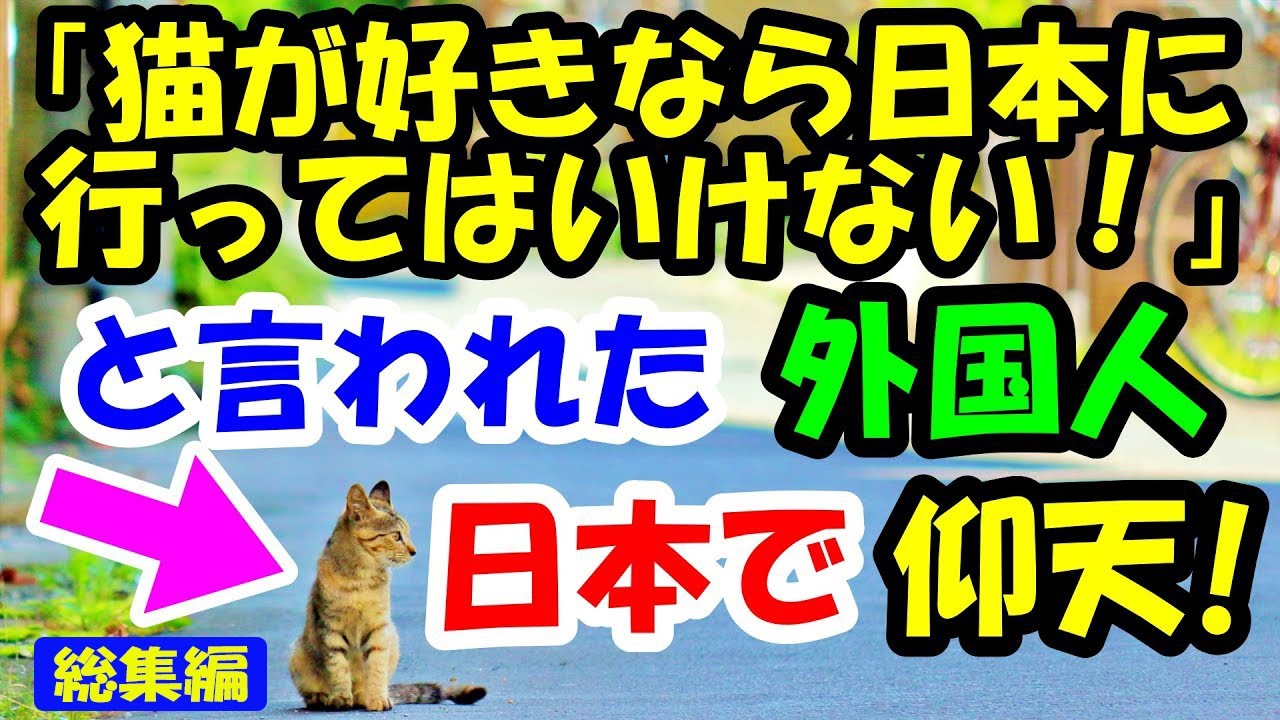 「猫が好きなら日本に行ってはいけない！」と言われた外国人。日本で出会った猫のある物に衝撃 【猫の不思議な話】【総集編】
