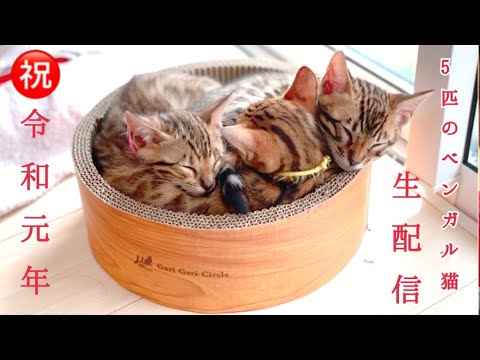 【生配信5/1】令和初の5匹のベンガル猫