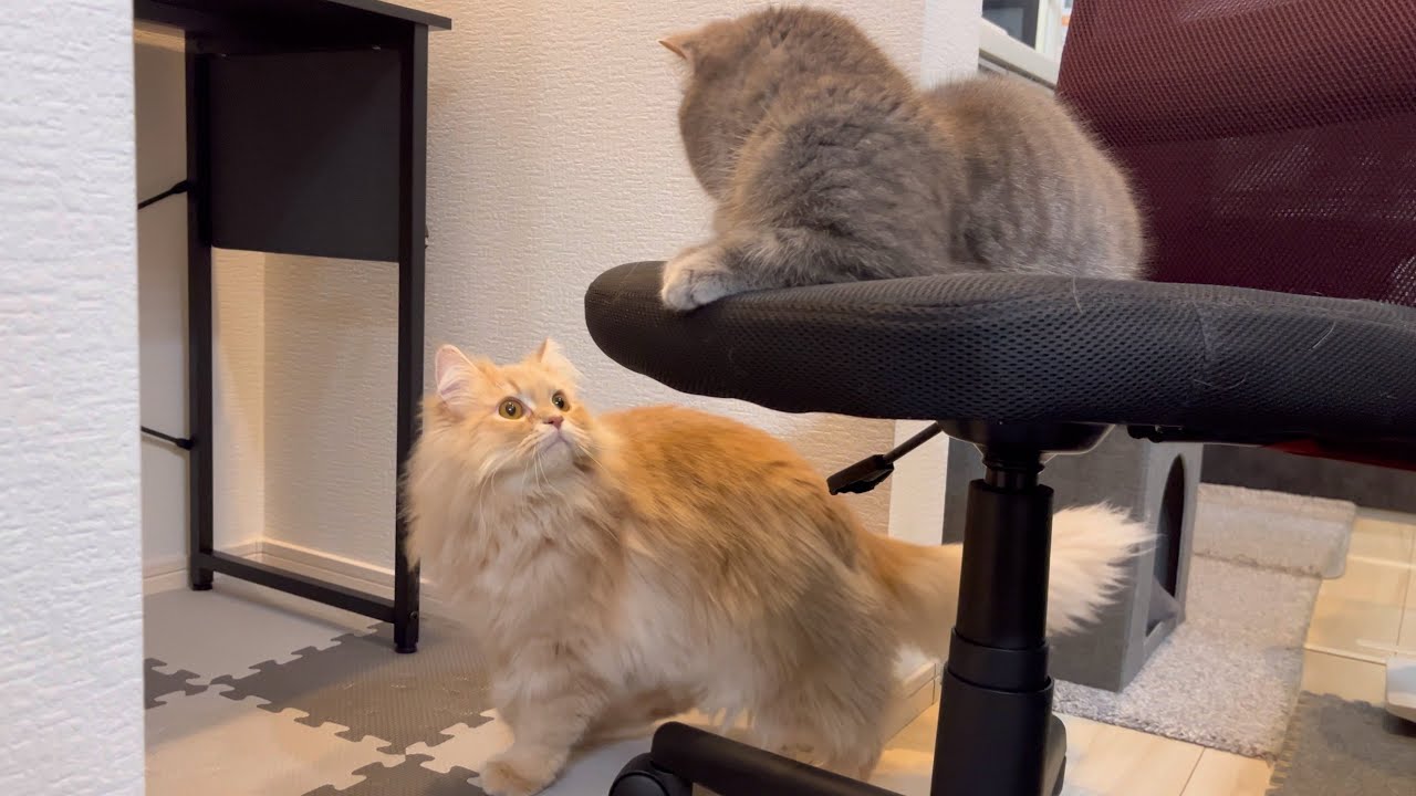 何をするにも一緒な猫たちの結末が可愛すぎた