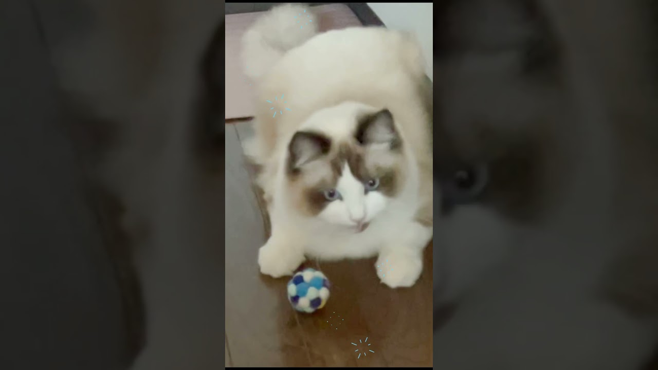 巨体猫　お茶目集　#猫 #cat #ラグドール