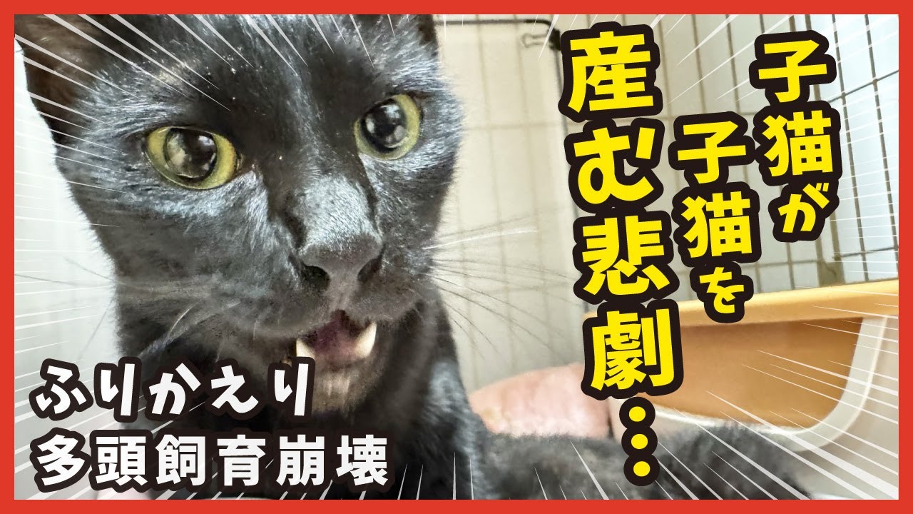 【手のひらサイズの子猫】多頭飼育崩壊の悲劇を振り返る。