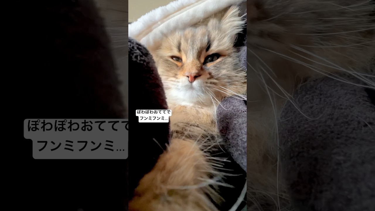 飼い主もみもみ #猫 #サイベリアン #ふみふみ