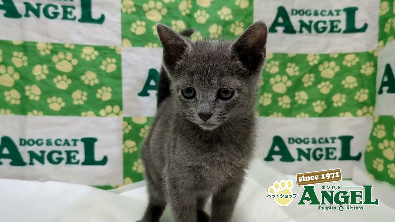 ロシアンブルー 2501092 【ペットショップエンゼル　子犬・子猫販売】