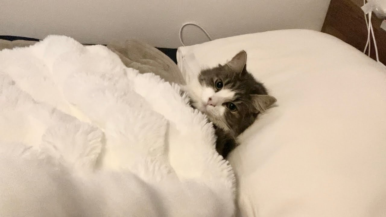 朝は寒いし猫がお布団にいるから起きられない。そうだ、二度寝しよう。