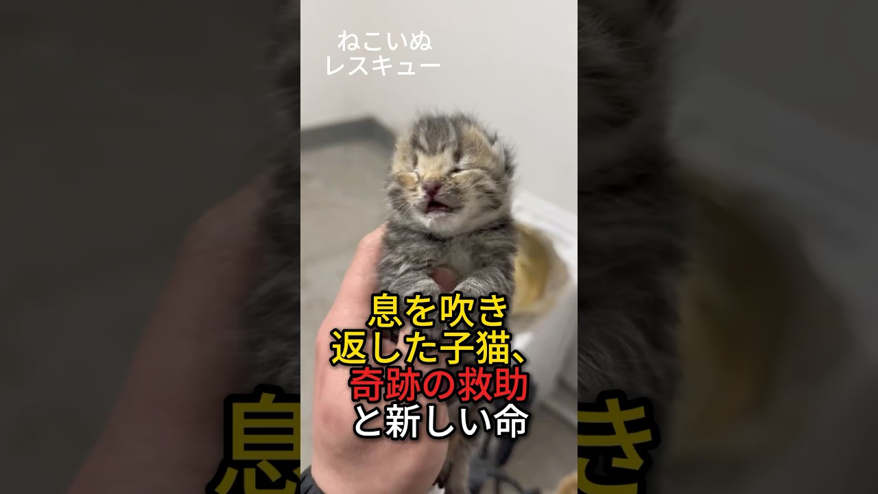 息を吹き返した子猫、奇跡の救助と新しい命