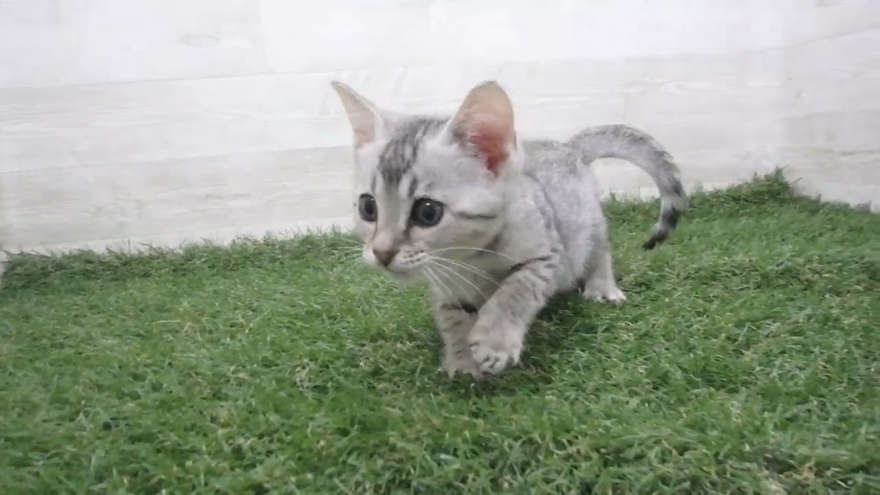 Coo&RIKU　No00704352 エジプシャンマウ