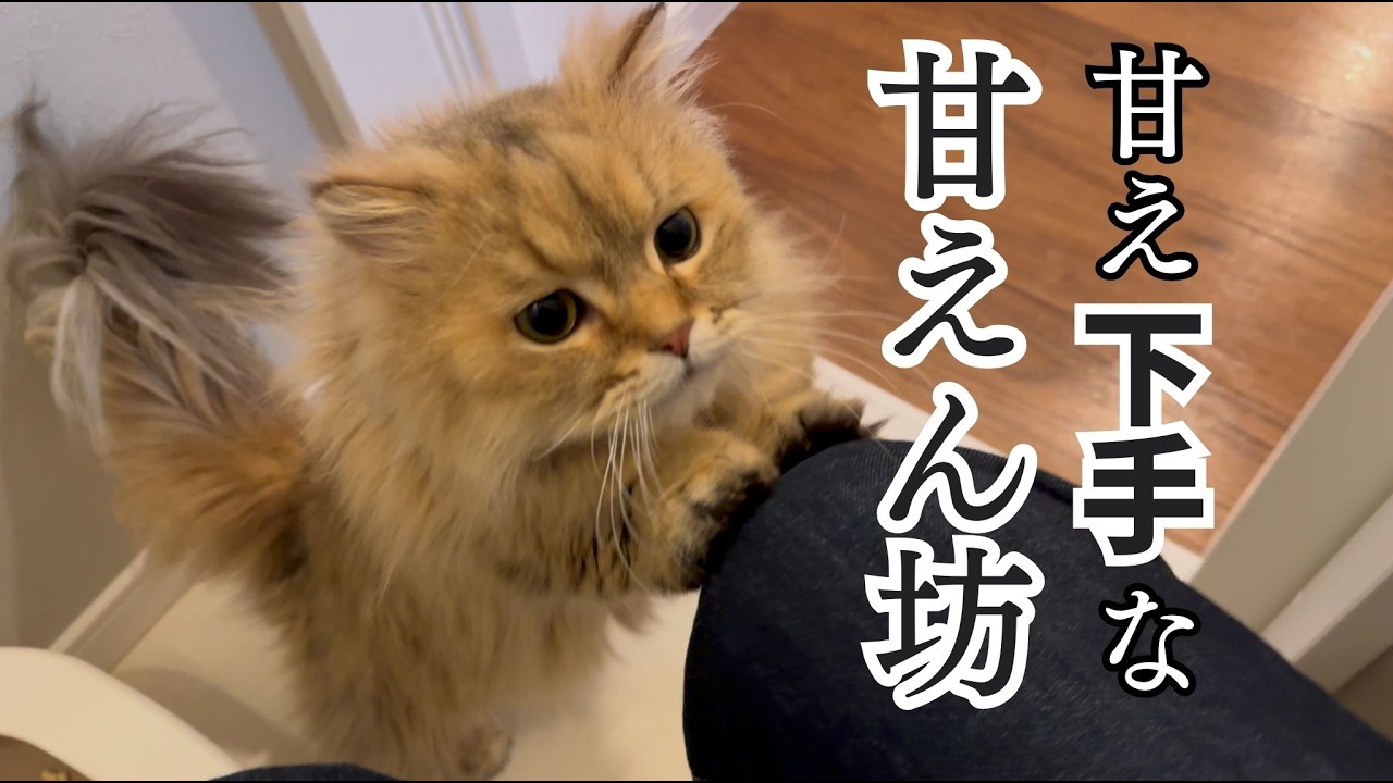 甘えたいけど、甘えられない猫の勘違いが暴走し過ぎ！！