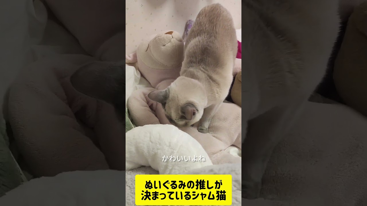 推しのぬいぐるみがいるシャム猫#shorts #シャム #cat #ねこ #ねこのいる暮らし