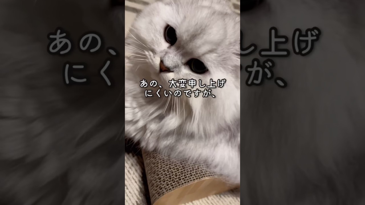 新しい爪とぎ気に入りすぎた。#爪とぎ  #ペルシャ#チンチラ#猫#ねこ #猫のいる暮らし #癒し #いやし#cat  #ふわふわ