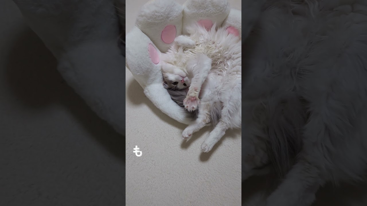 寝るポジションがしっくりこない猫 #ラグドール#ブルーポイントバイカラー#ハチワレ