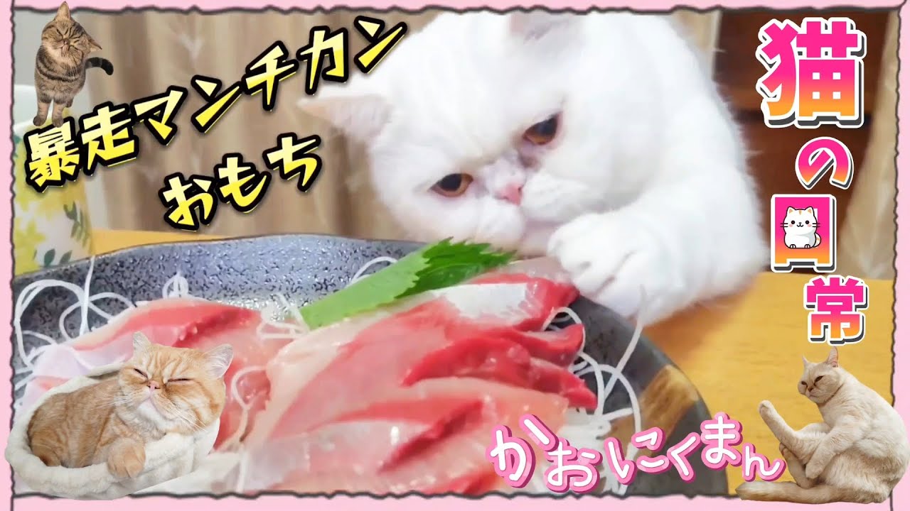 暴走マンチカン